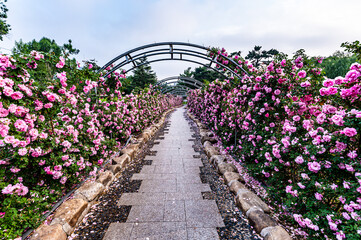 Rose flowers blooming in Changchun Children's Park, China