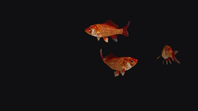 Three Red Gold Fishes - Passing Loop - Isolated 3D Animation - Alpha Channel - Transparent Background
