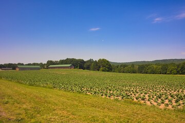 Connecticut Tobacco Field 
