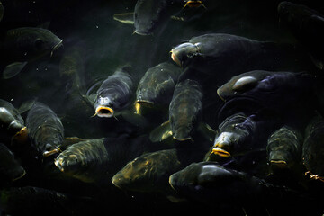 黒い魚の鯉