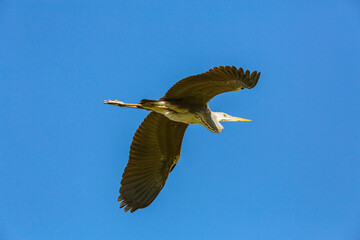 Great egret (Egretta alba) flying in blue sky in the delta of Volga River (near Caspian Sea,...