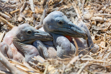 Dalmatian pelican newborn chicks in the nest in the delta of Volga River, near Caspian sea, Astrakhan, Russia (May 8, 2013).  © Aguus