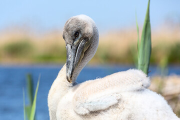 Dalmatian pelican newborn chick in the nest in the delta of Volga River, near Caspian sea, Astrakhan, Russia (May 8, 2013). 