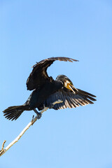Great Cormorant (Phalacrocorax carbo) on the branch against blue sky in the delta of Volga River on May 7, 2013 (near Caspian sea, Astrakhan, Russia)