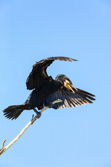 Great Cormorant (Phalacrocorax carbo) on the branch against blue sky in the delta of Volga River on...