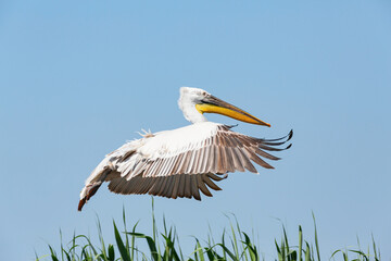 Flying Dalmatian Pelican in the delta of Volga River (near Caspian sea, Astrakhan, Russia). 