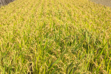 鹿児島市東俣町の田園風景　収穫前の稲穂
