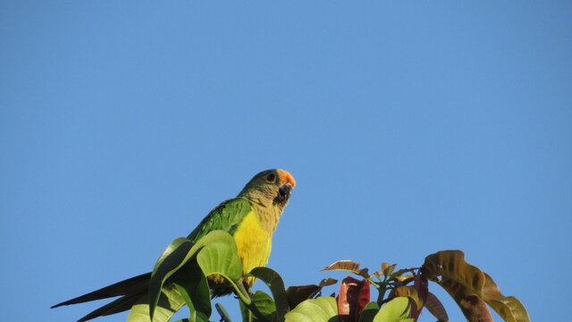 Psittacidae  also known as louro, loiro, ajeru, ajuru, jeru, juru, ou nore