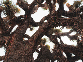 Joshua tree california