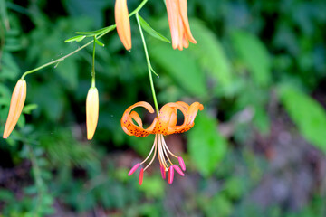 下を向くオニユリ