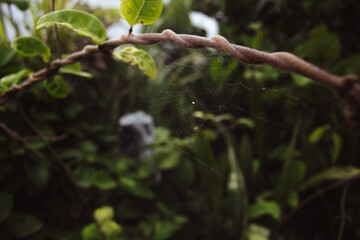 Obraz premium Spiderweb threaded on a vine- vintage look