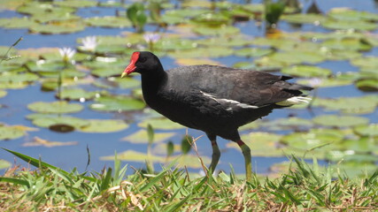 Gallinula chloropus(water chicken) é uma ave da família Rallidae Common moorhen