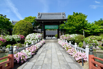 妙満寺　ツツジと山門　京都市左京区