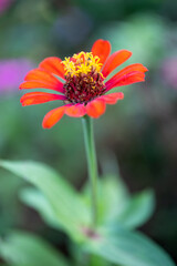 Close up zinnia flower on green leafy background. zinnia flower in tropical garden is sunflower family genus. All flowers are red, pink and yellow.