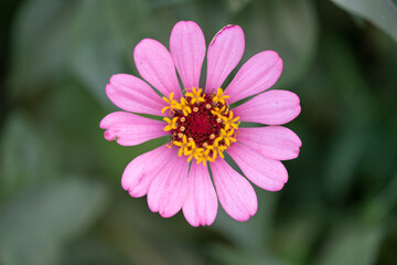 Obraz premium Close up zinnia flower on green leafy background. zinnia flower in tropical garden is sunflower family genus. All flowers are red, pink and yellow.