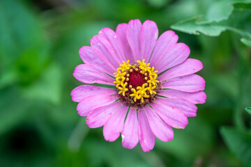 Fototapeta premium Close up zinnia flower on green leafy background. zinnia flower in tropical garden is sunflower family genus. All flowers are red, pink and yellow.