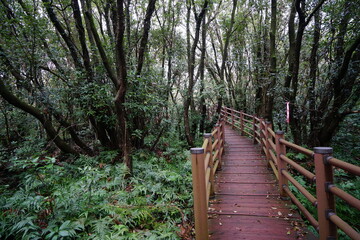 Obraz premium a fine pathway through a deep forest