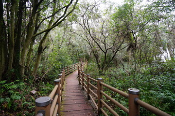 a fine pathway through a deep forest