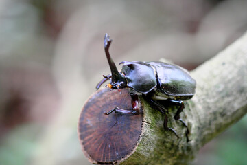 木を登る楽しいカブトムシ