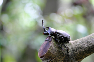 希望を感じるカブトムシ