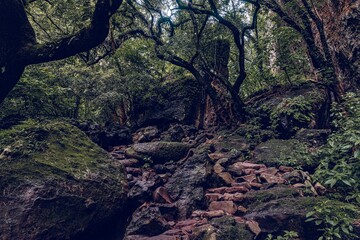 Obraz premium tree in forest in autumn 