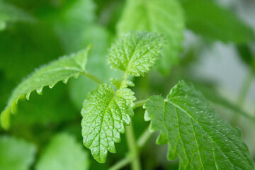 Mint leaves close up. Green mint leaves. Greens in a pot.