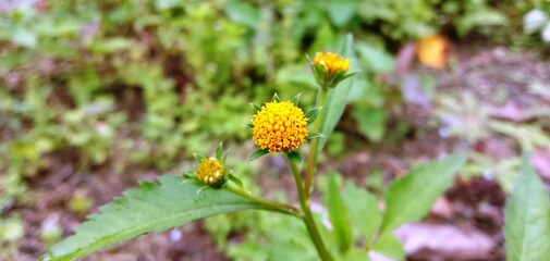 Spring flowers, natural and fresh. Lahewa, Indonesia. June 30, 2021
