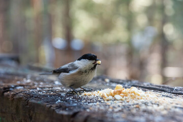Obraz na płótnie Canvas A chickadee sitting on a wooden log and eating breadcrumbs in winter
