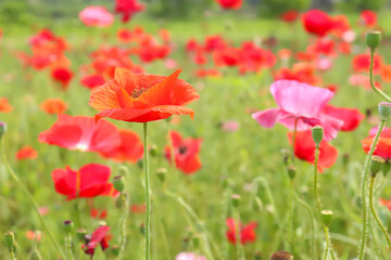 ポピー 赤い 美しい 綺麗 可憐 かわいい 花畑 ビビッド 野原