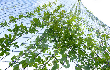 green vine tropical foliage plants stretching along the net