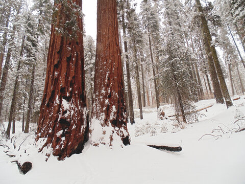 Red Wood Tree Landscape Snow