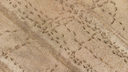 Footsteps on soil ground in rice farm before cultivate season.