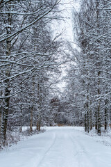 Snow covered trees
