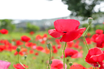 ポピー 赤い 美しい 綺麗 可憐 かわいい 落ち着いた 夕暮れ 花畑