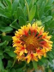 yellow flower in the garden