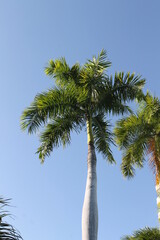 Palm tree in the sky