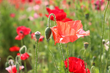 Obraz premium 赤い花 花びら オレンジ カラフル 春 美しい 綺麗 鮮やか 自然 満開 ケシ