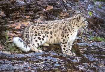 Fototapeta premium Snow Leopard on the move