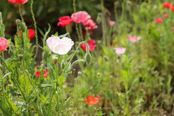 Obraz na płótnie Canvas ポピー 赤い 白い 野原 草花 美しい 可憐 綺麗 さわやか 満開 春