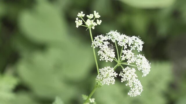 Hormiga sobre flor
