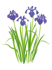 紫色のカキツバタの花