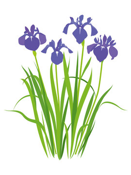 燕子花images Browse 171 Stock Photos Vectors And Video Adobe Stock