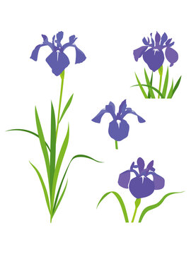 164 Best 燕子花 Images Stock Photos Vectors Adobe Stock 164 Best 燕子花 Images Stock Photos Vectors Adobe Stock