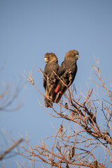 A black cockatoo bird perched on a tree branch
