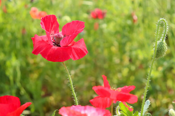 ポピー 大輪 赤い 美しい 綺麗 鮮やか 花びら 満開 可憐 春 日本