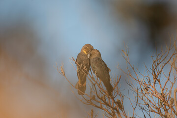 A black cockatoo bird perched on a tree branch