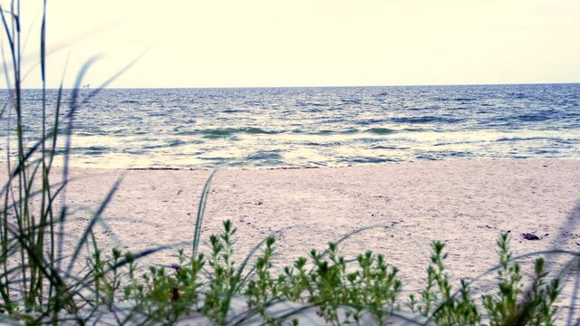 Beach Plants & Shore