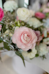 Ranunculus 