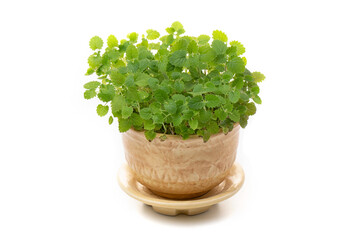 Fresh mint growing in a flowerpot to ensure the freshest ingredients in the kitchen for cooking and...