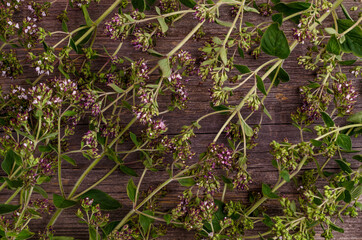 Flowering branches of fresh thyme